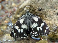 Melanargia galathea