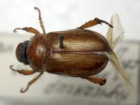 Adoretus nigrifrons