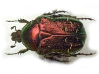 Cetonia aurata