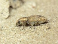 Sitona lepidus