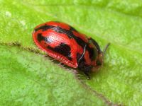 Pilemostoma fastuosa