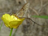 Ephemeroptera