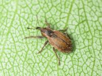 Hypera (Hypera) nigrirostris