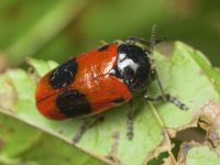 Clytra laeviuscula
