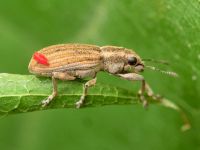 Sitona lineatus