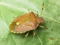 Peribalus strictus vernalis