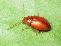 Neocrepidodera transversa
