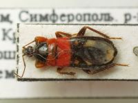 Prostemma sanguineum