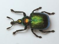 Rhynchitinae
