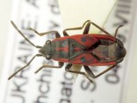 Melanocoryphus tristrami