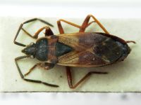 Eremocoris abietis