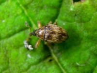 Nanophyes marmoratus