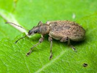 Phyllobius jacobsoni