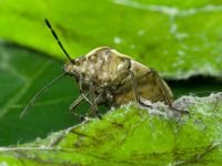 Chlorochroa pinicola