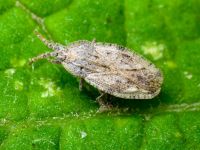 Tingis (Tingis) crispata