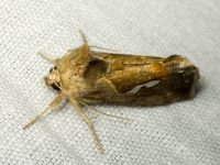 Macdunnoughia confusa