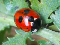 Coccinella magnifica