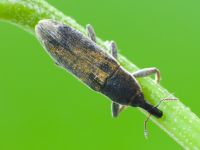 Lixus incanescens