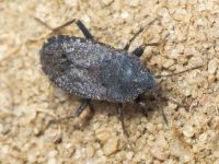 Gonianotus marginepunctatus