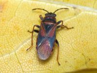 Arocatus melanocephalus