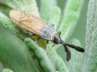 Copium teucrii