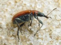 Lasiorhynchites (Stenorhynchites) coeruleocephalus
