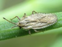 Lasiacantha gracilis