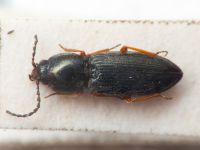 Elateridae