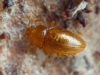 Mycetaea subterranea