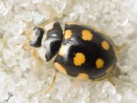 Oenopia lyncea