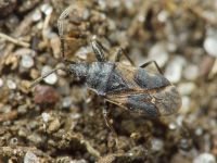 Taphropeltus contractus