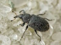 Gymnetron melanarium