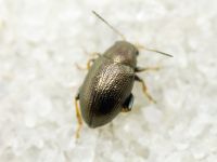 Chaetocnema hortensis