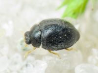 Stethorus punctillum