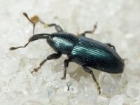 Aulacobaris lepidii