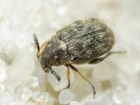Bruchidius pusillus