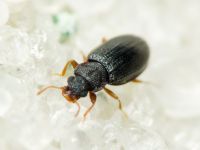 Enicmus