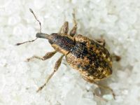 Hypera (Eririnomorphus) conmaculata