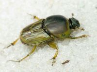 Euoniticellus fulvus