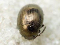Neophaedon pyritosus