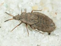 Aradus distinctus