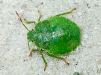Pentatomidae