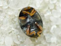 Scymnus rubromaculatus