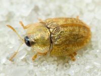 Hypocassida cornea