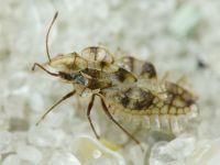 Galeatus sinuatus