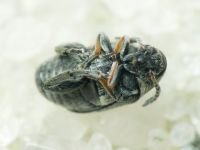 Bruchidius pusillus