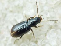 Acupalpus exiguus