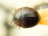 Chaetabraeus globulus