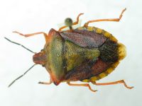 Pentatomidae
