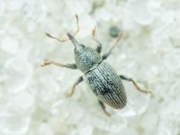 Tychius